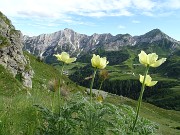82  Pulsatilla alpina sulfurea (Pulsatilla sulphurea) per Cavallo-Pegherolo-Secco